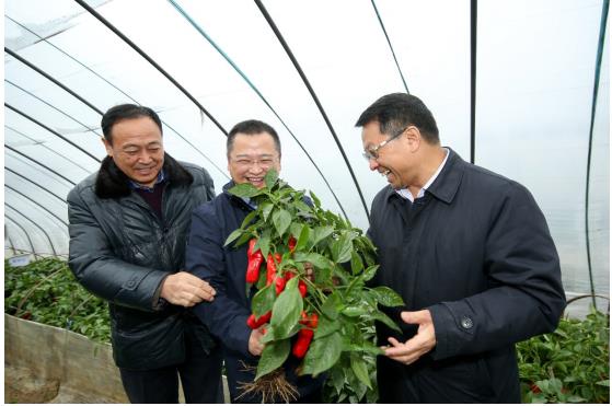 和县辣椒红红火火 司尔特水溶肥大有作为_CC