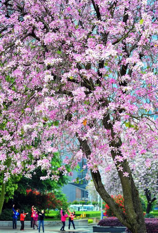 最美人间四月天,盛事齐聚柳州城_CCTV证券资