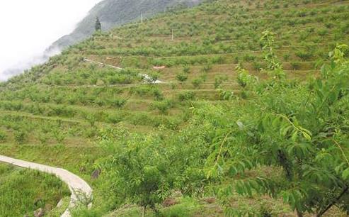 彭水退耕还林推动绿色发展助力脱贫攻坚