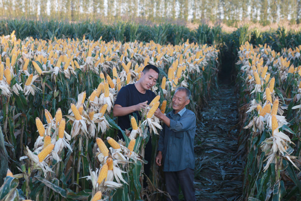 刘俊波多胞胎玉米种植千亩示范田喜获丰收