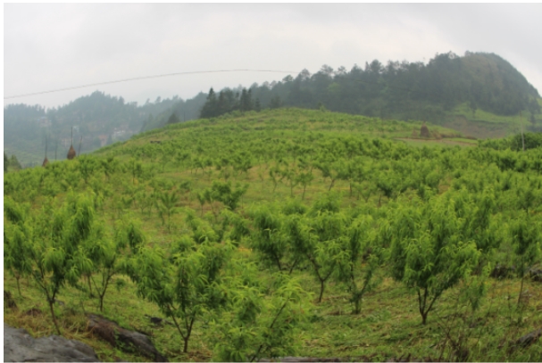 战鼓声声马蹄急--贵州三都水族自治县全力投入