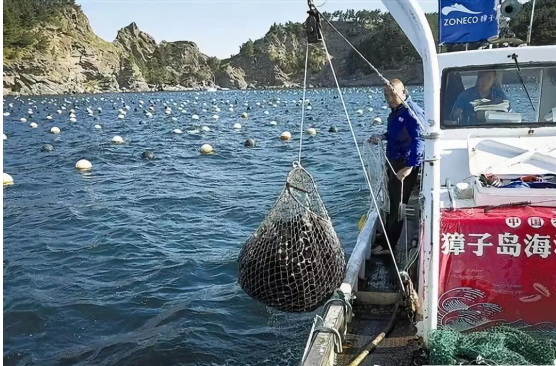 獐子岛采捕日记·活鲜从大海到陆地总共分几步